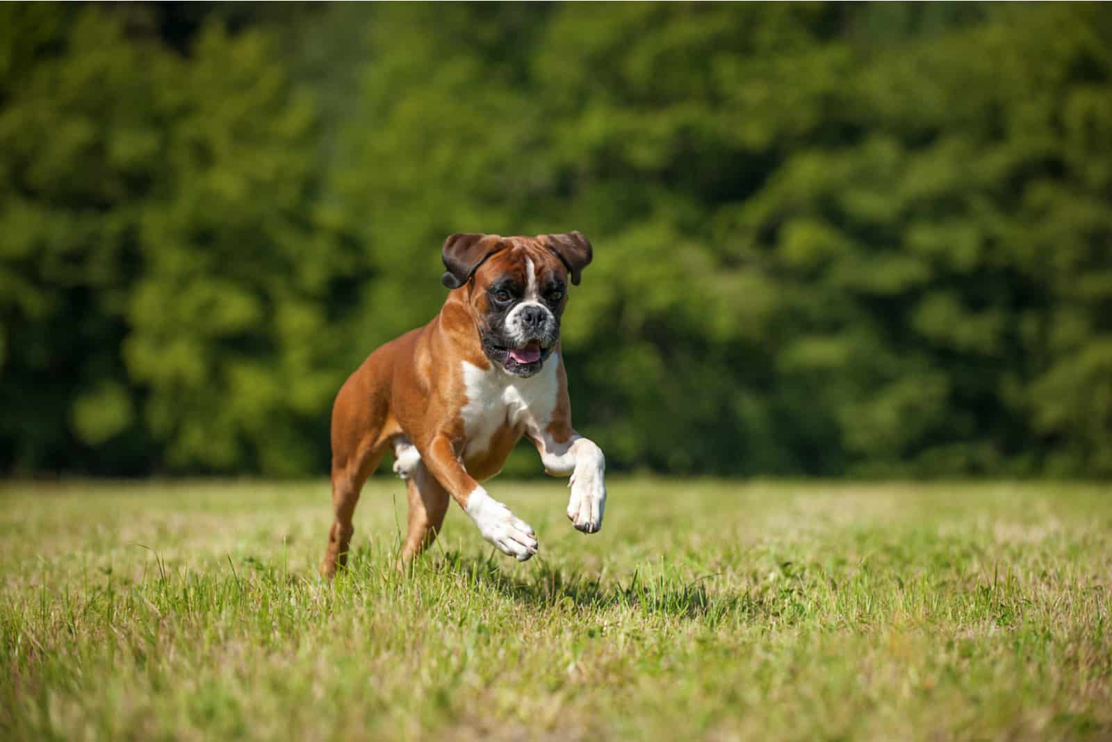 boxer dog running on grass