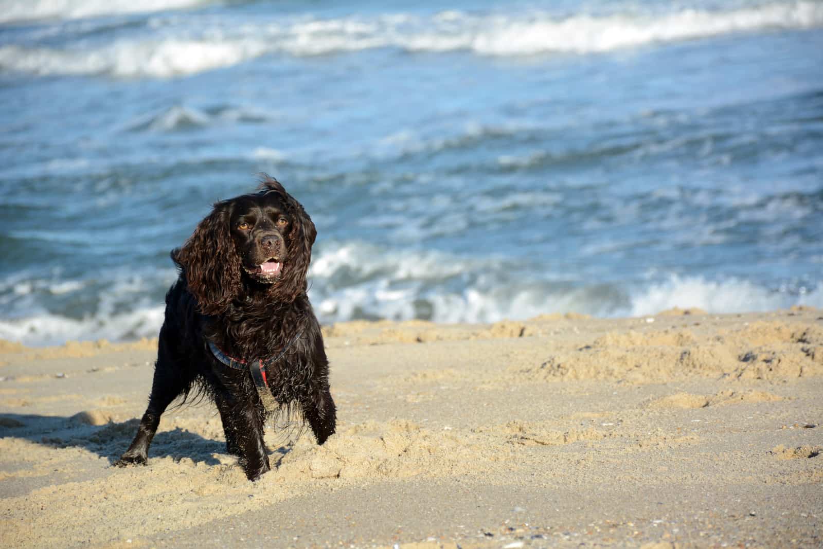 boykin spaniel running on the beach