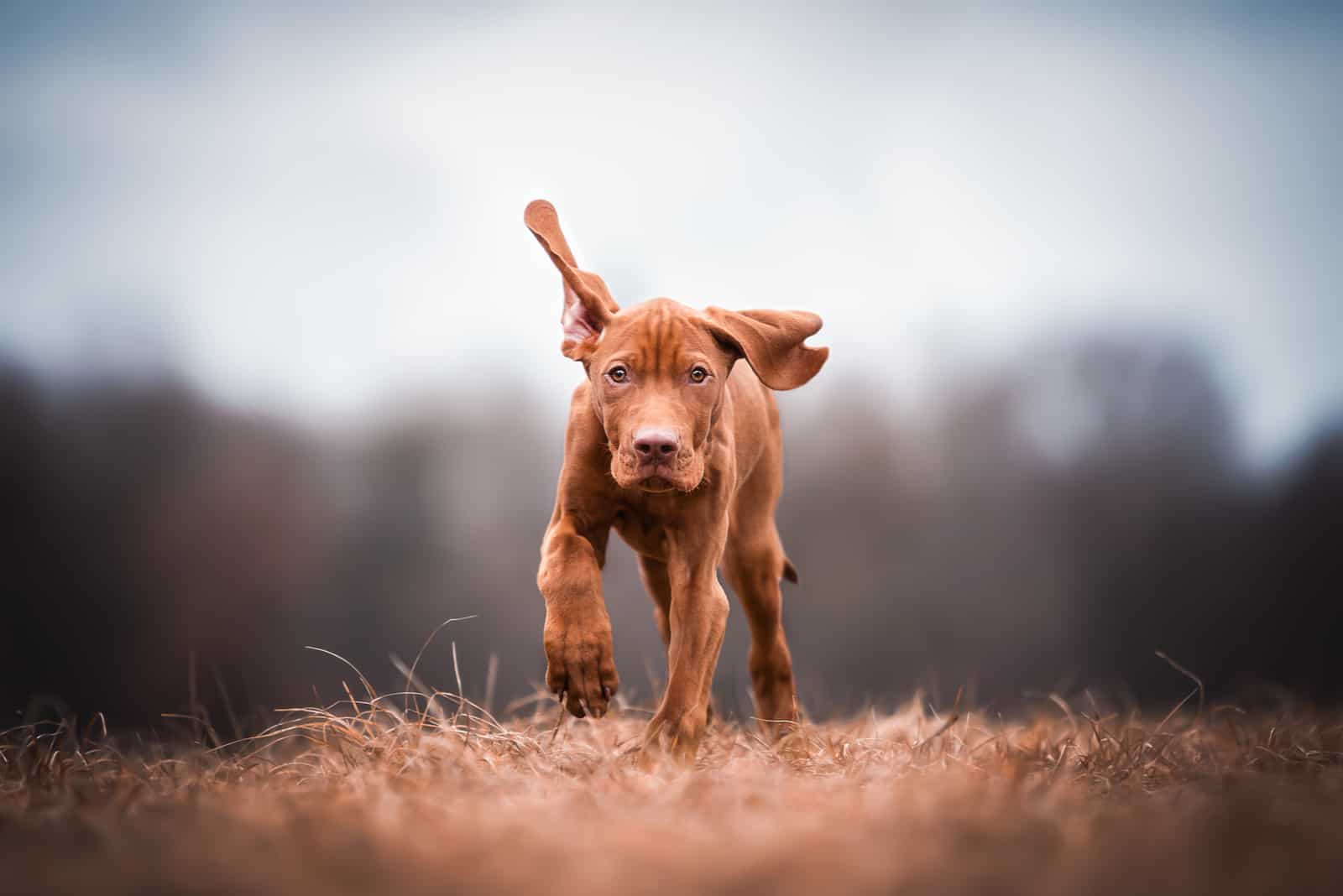 brown Magyar Vizsla puppy running