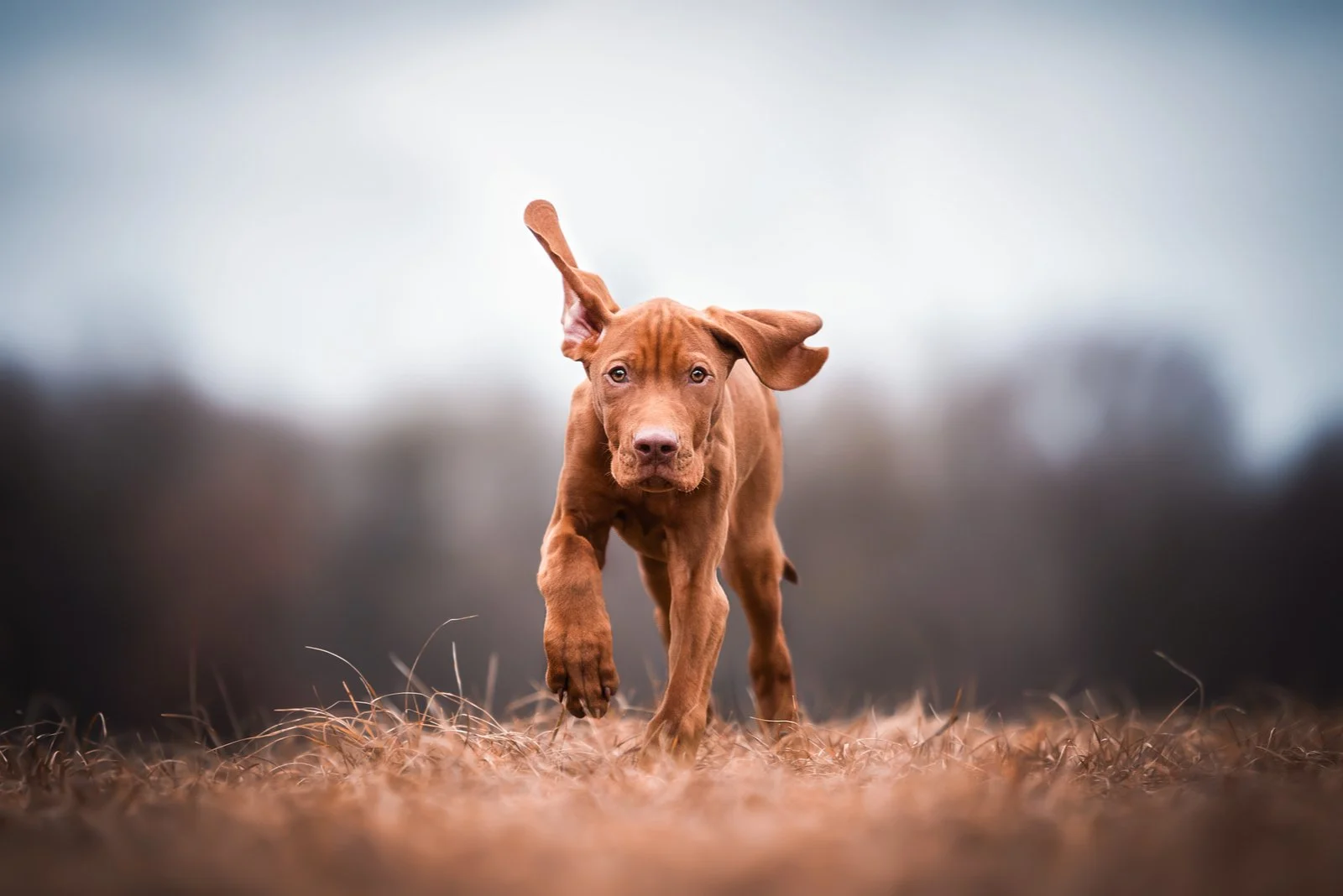 brown Magyar Vizsla puppy running