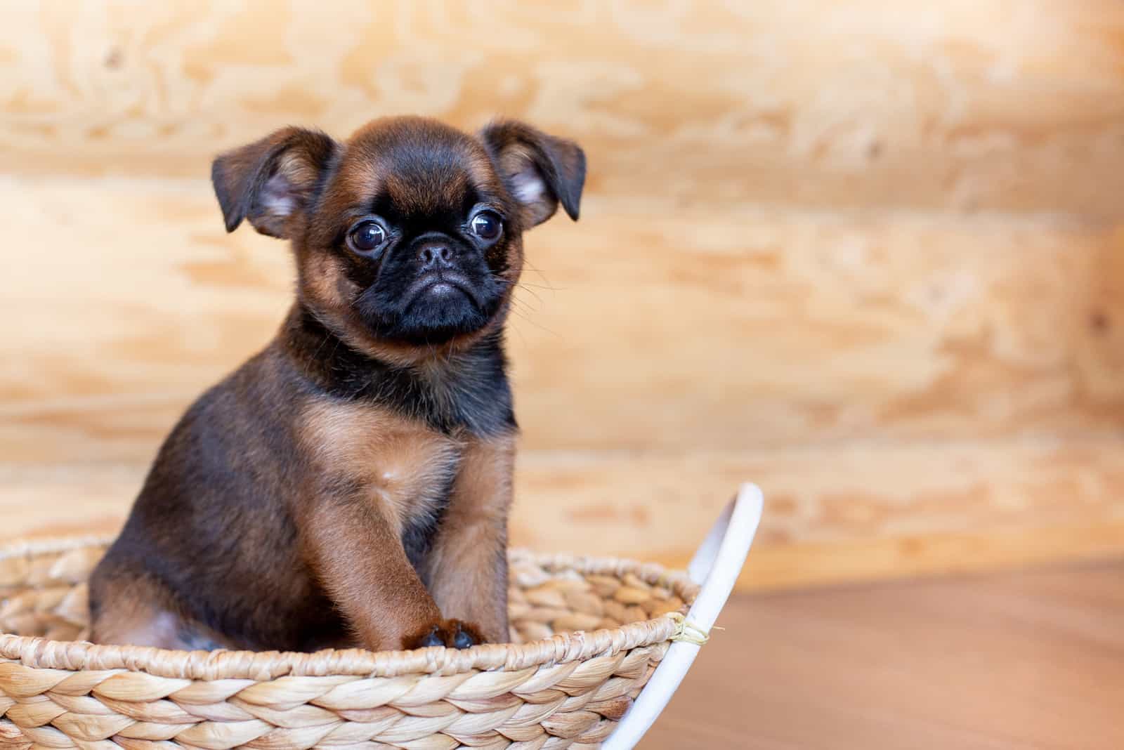 brown cute Brussels griffon puppy sitting in a wicker basket