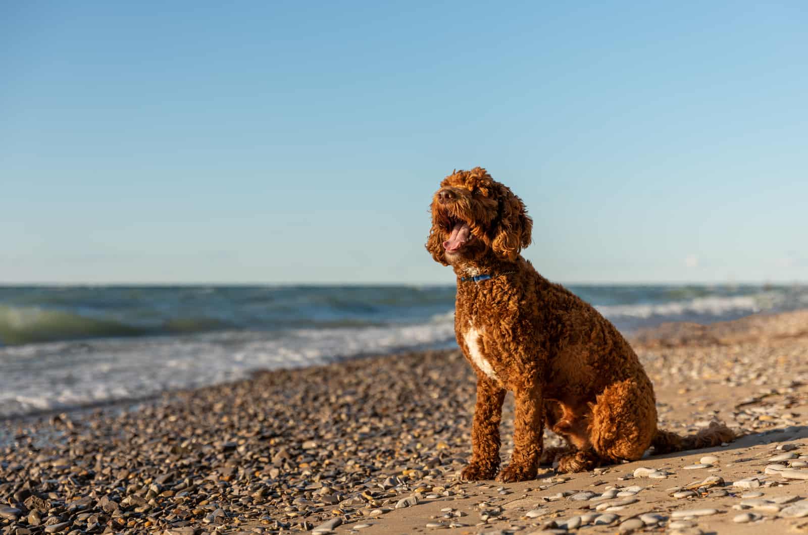 brown labradoodle sitting on shore