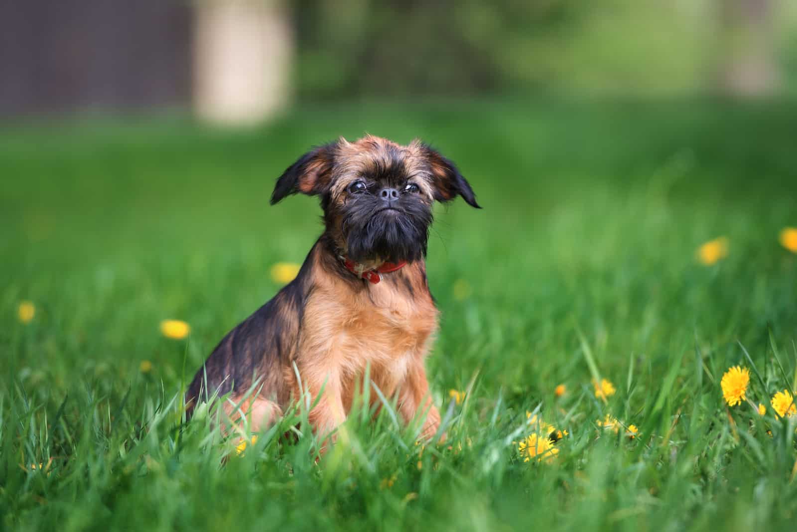 brussels griffon puppy posing outdoors in summer
