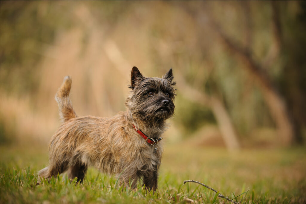 Top 8 Selected Cairn Terrier Breeders From The USA
