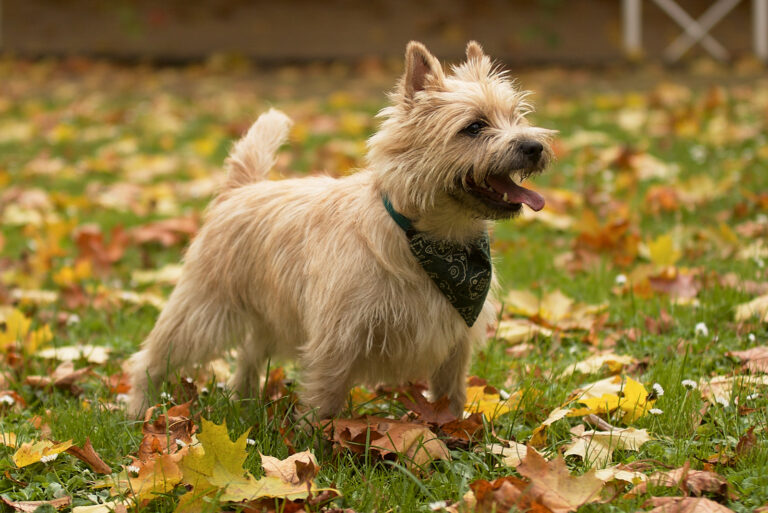 Top 8 Selected Cairn Terrier Breeders From The USA