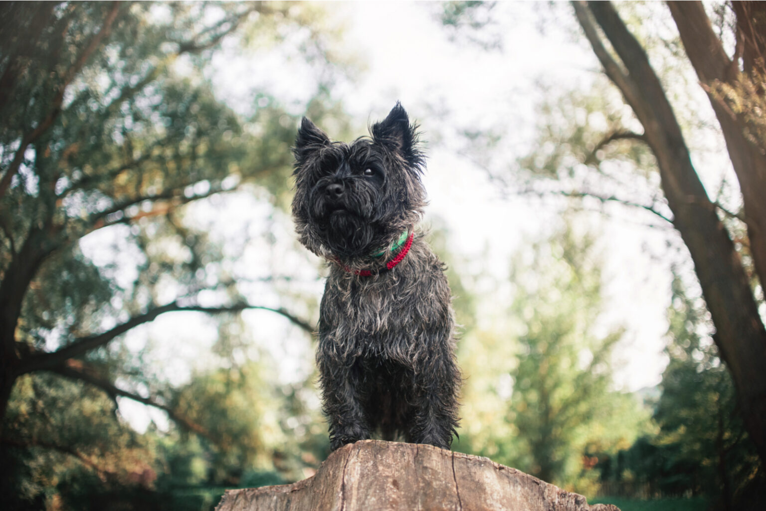 Top 8 Selected Cairn Terrier Breeders From The USA