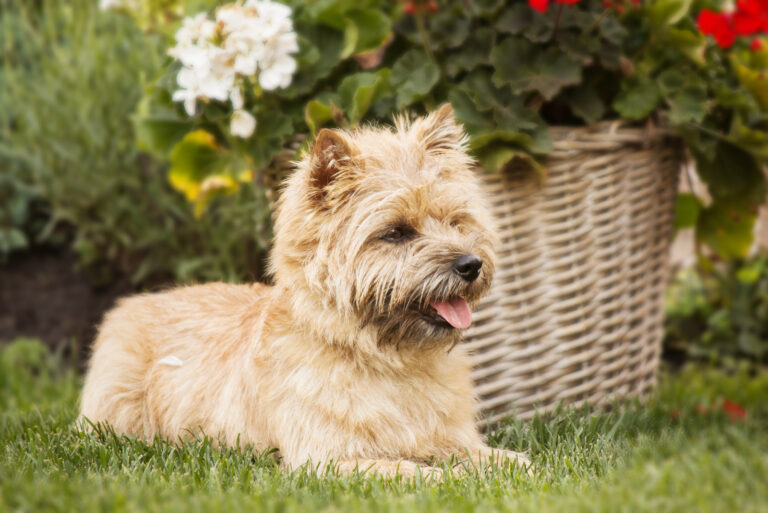 Top 8 Selected Cairn Terrier Breeders From The USA