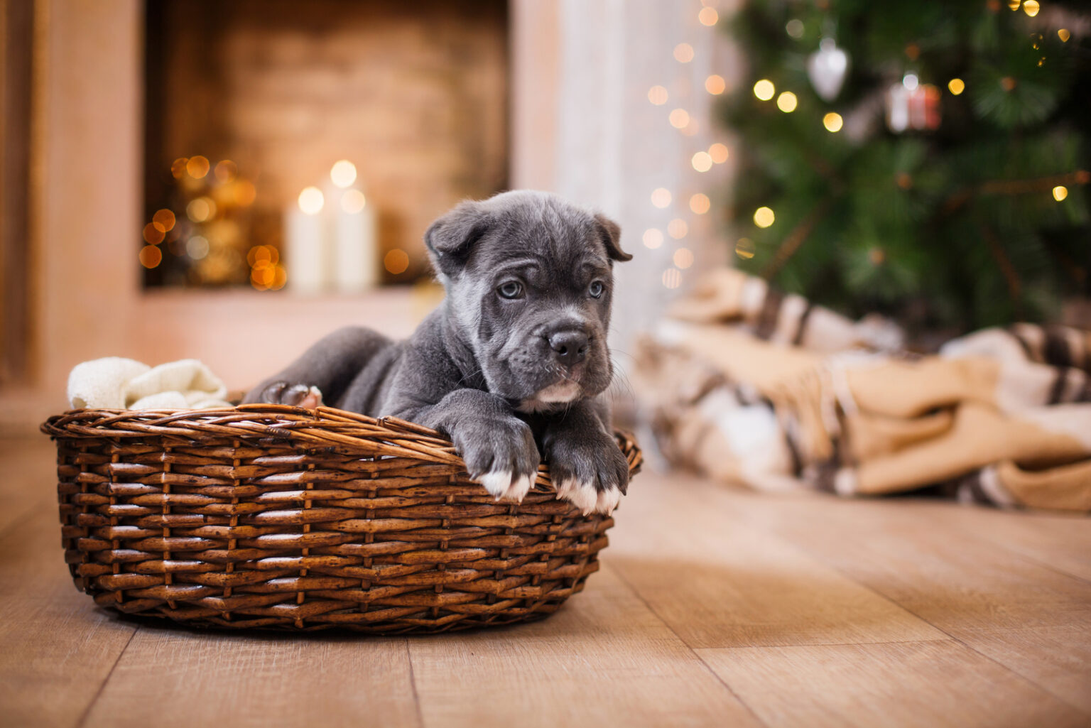 4 Reputable Cane Corso Breeders In South Carolina