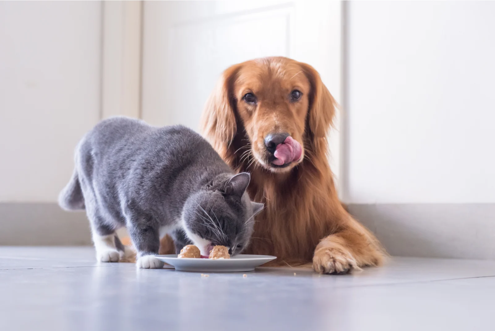 cat eating food with dog next to her