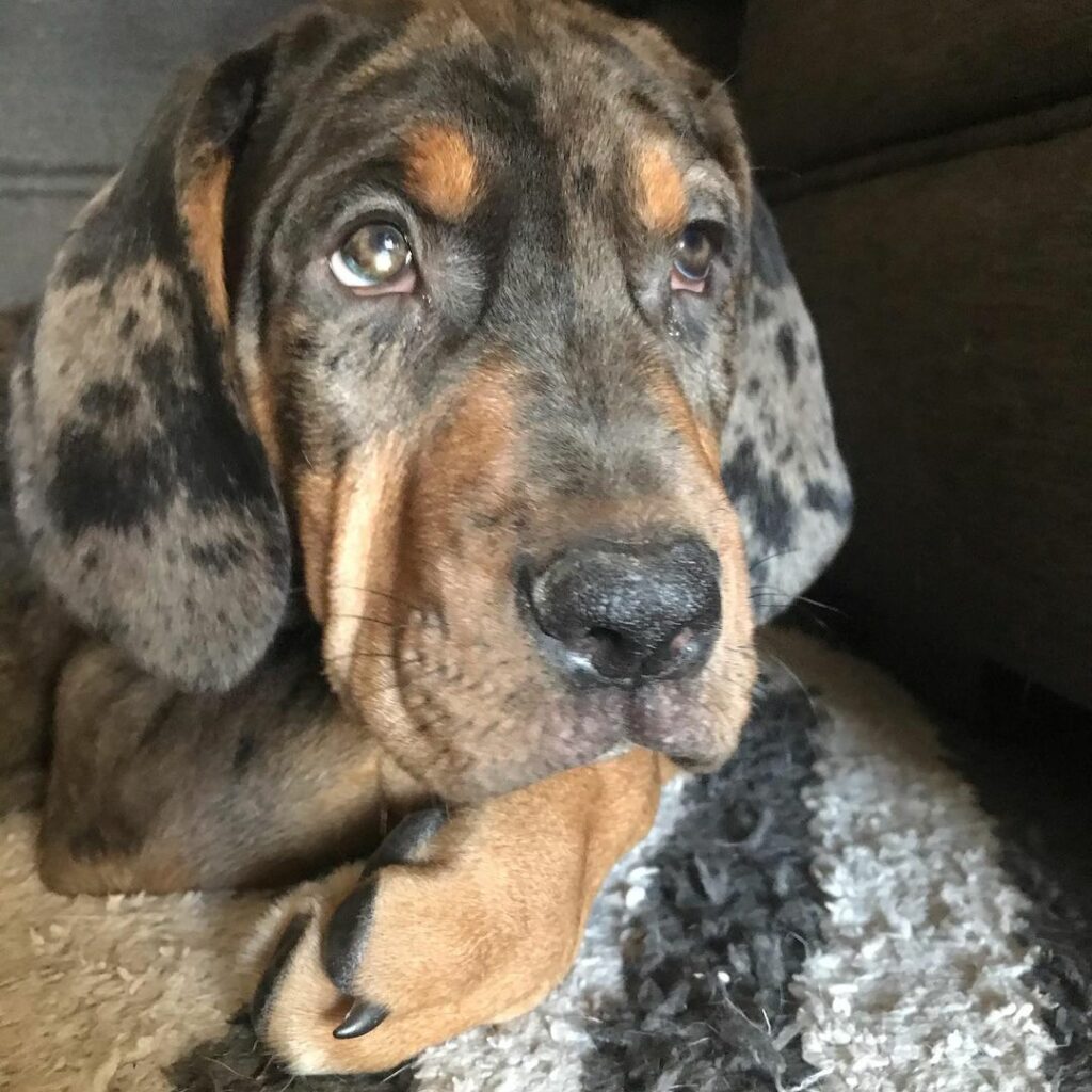Top 8 Adorable Bloodhound Mixes: Choose Your Bloodhound Mixed Breed