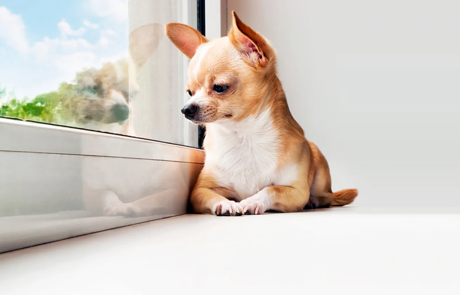 chihuahua looking out the window and sitting alone