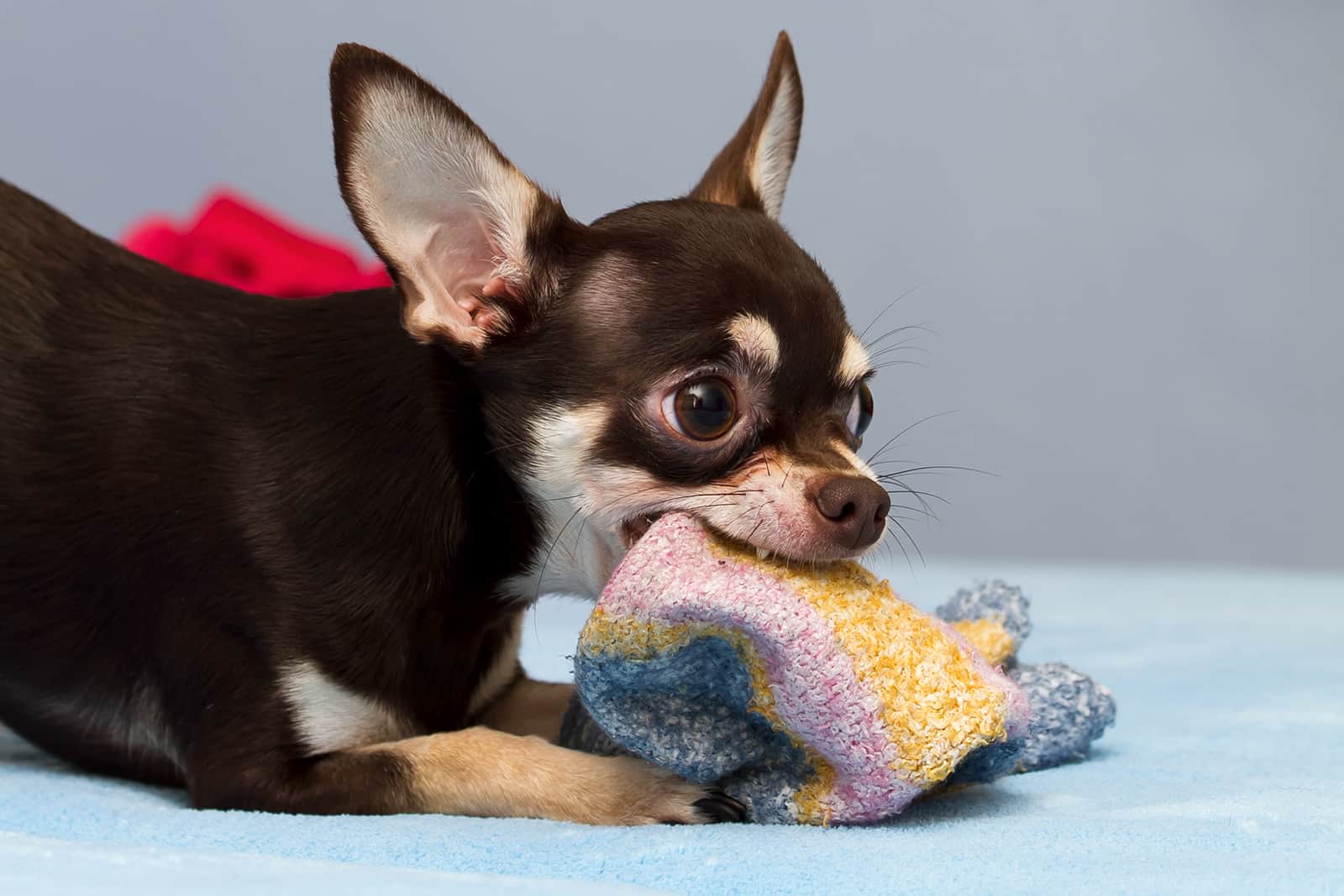 chihuahua playing with socks indoor