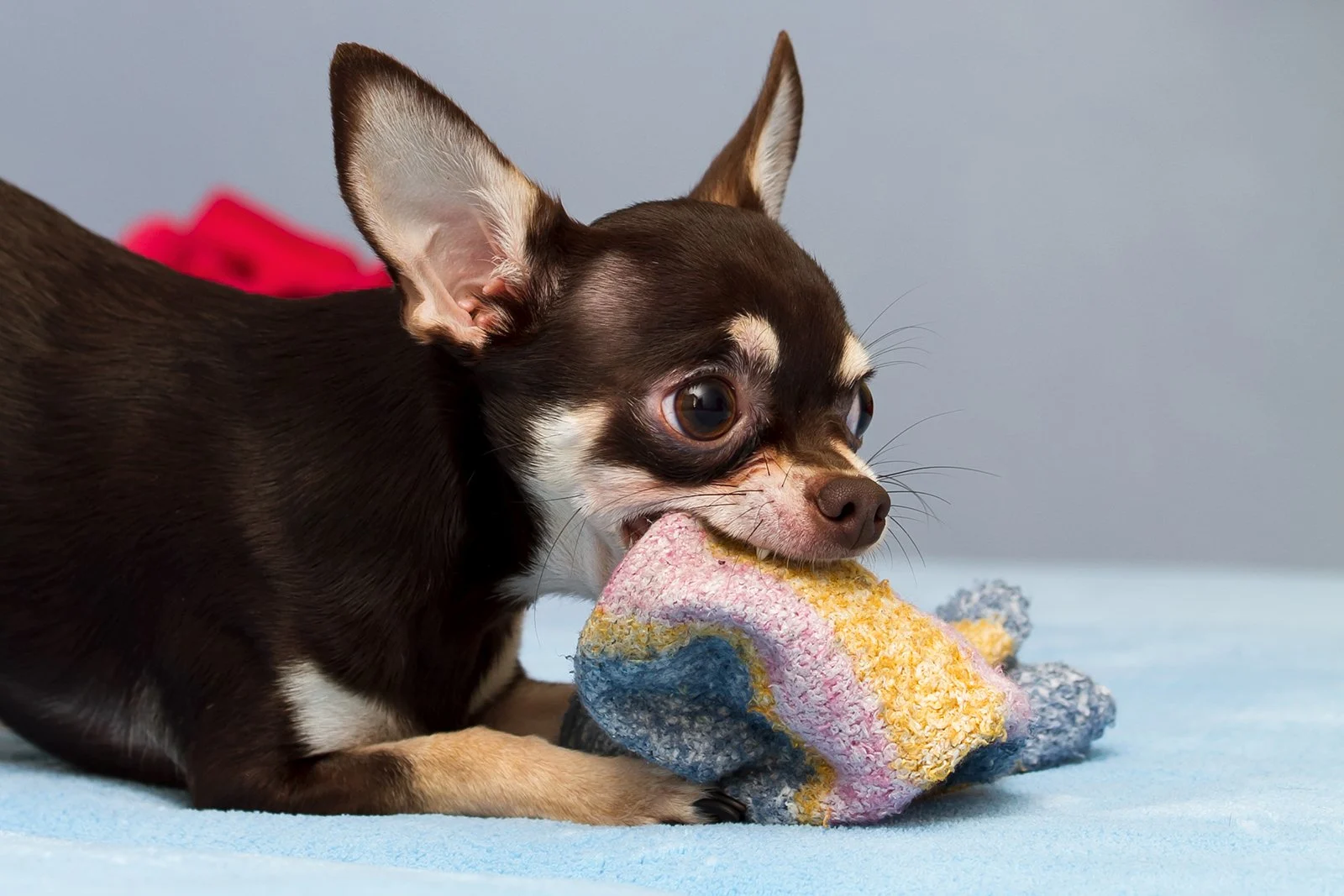 chihuahua playing with socks indoor