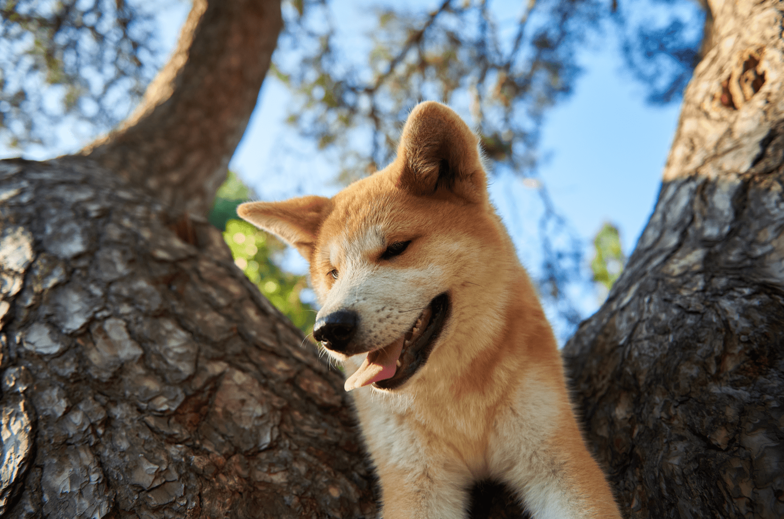 close shot of Akita on tree