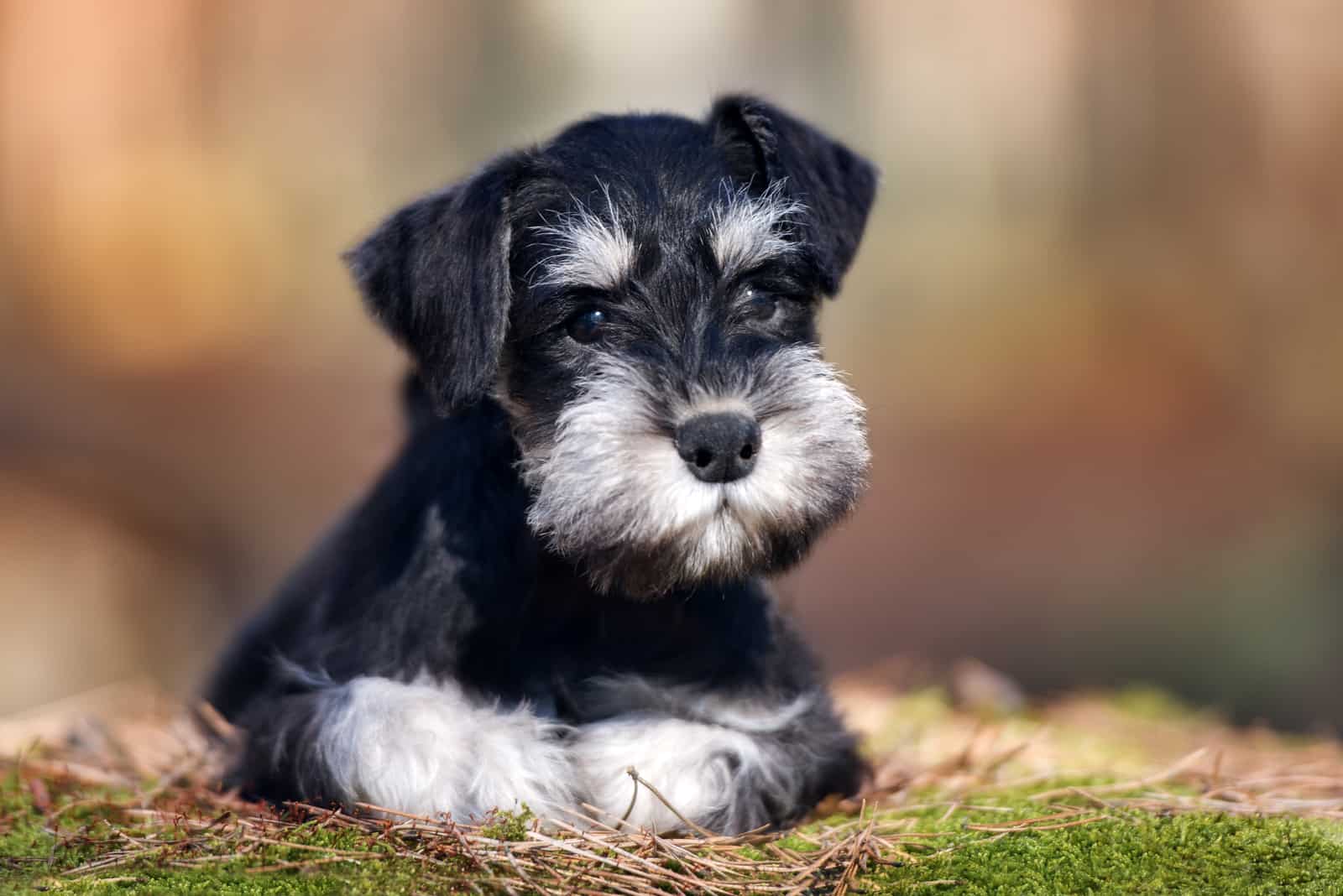 close shot of Miniature Schnauzer