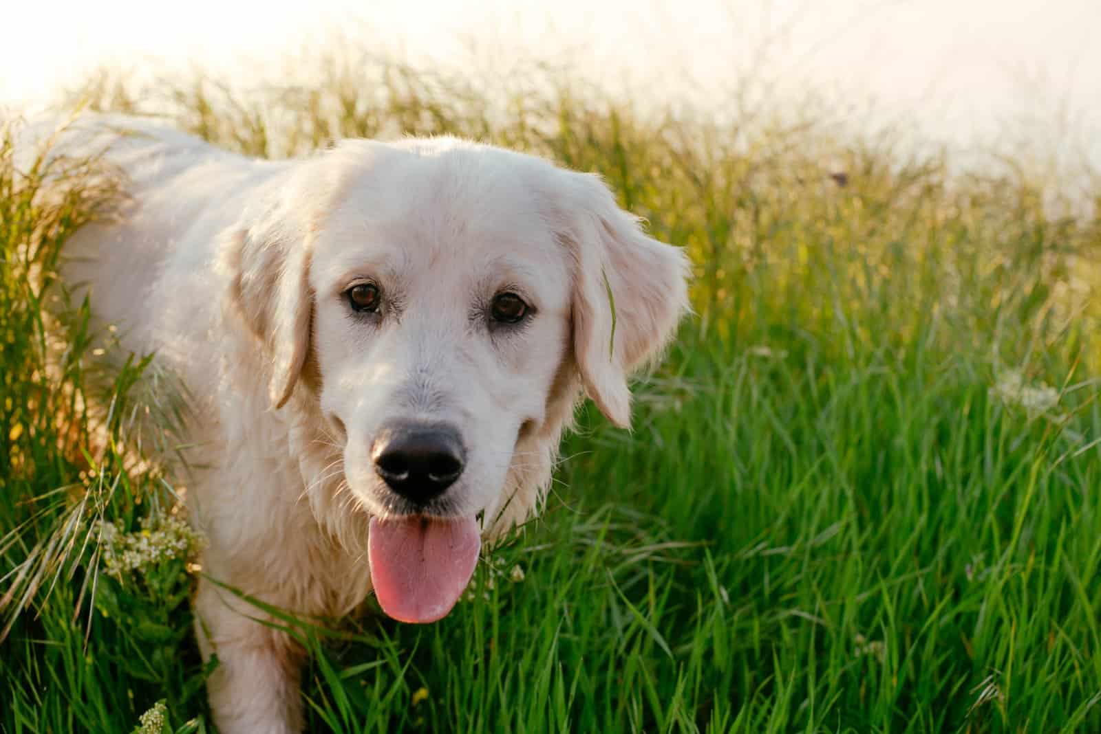 close shot of labrador in grass