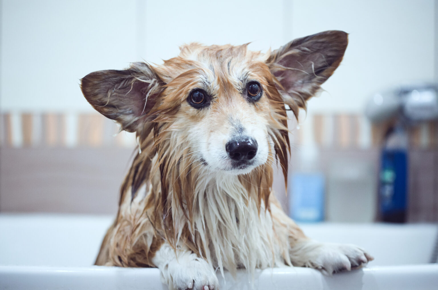 The 10 Safest And Best Shampoos For Dogs