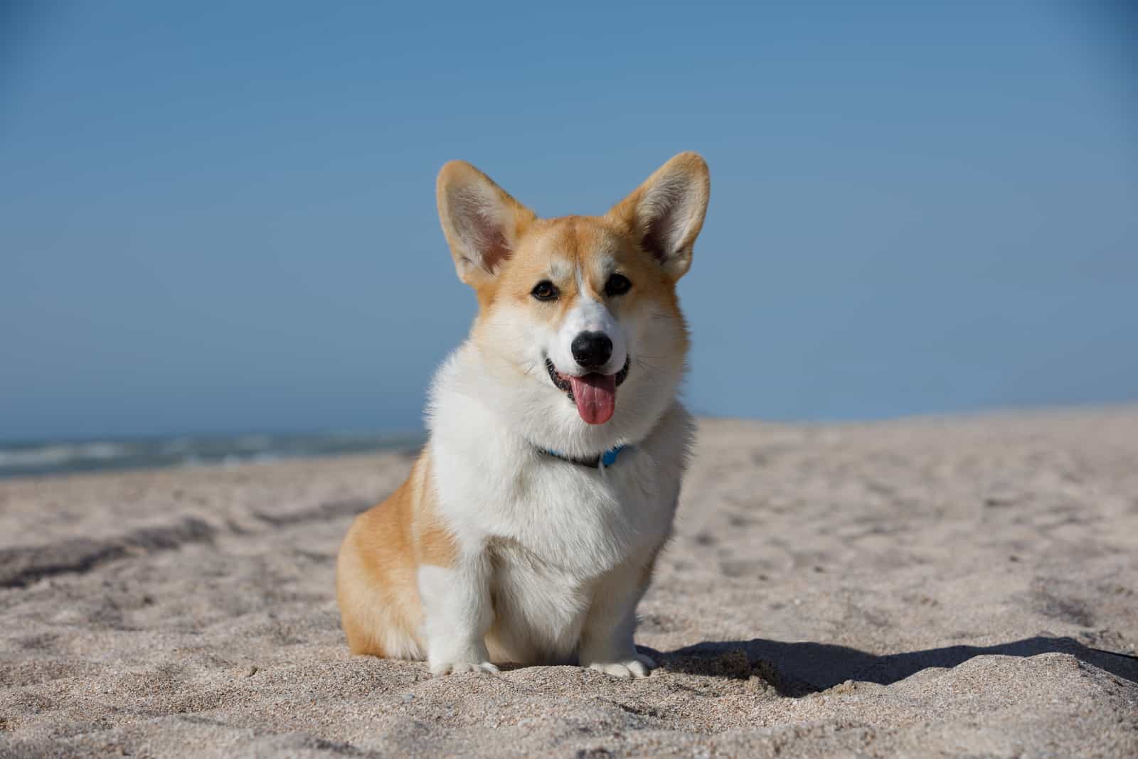 corgi breed on the beach by the sea