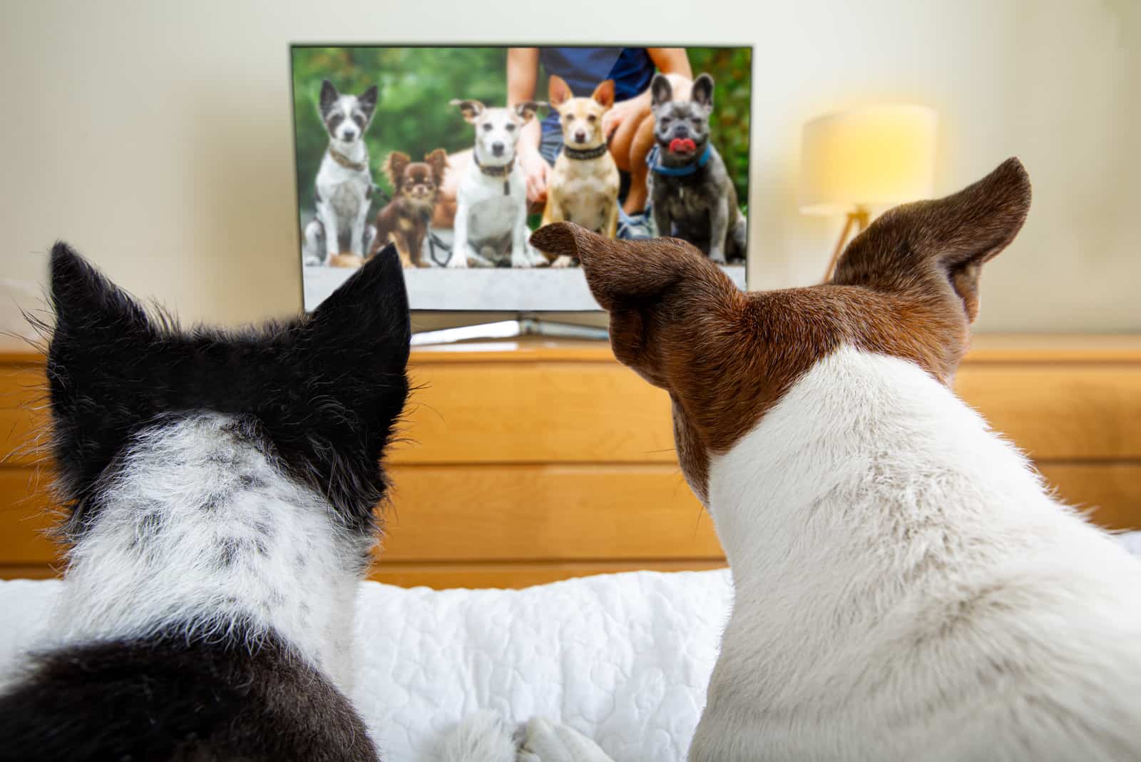 couple of dogs wacthing streaming tv program