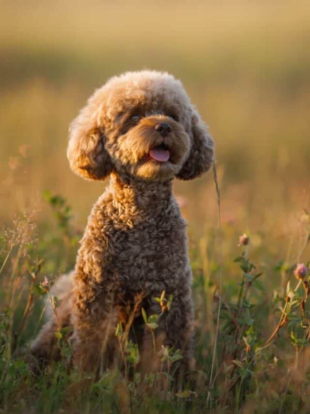 11 Adorable Poodle Haircuts for Your Pooch PupVine