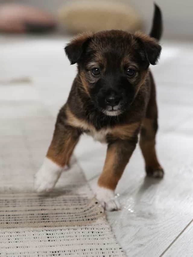 Adorable puppy near wet spot on carpet indoors