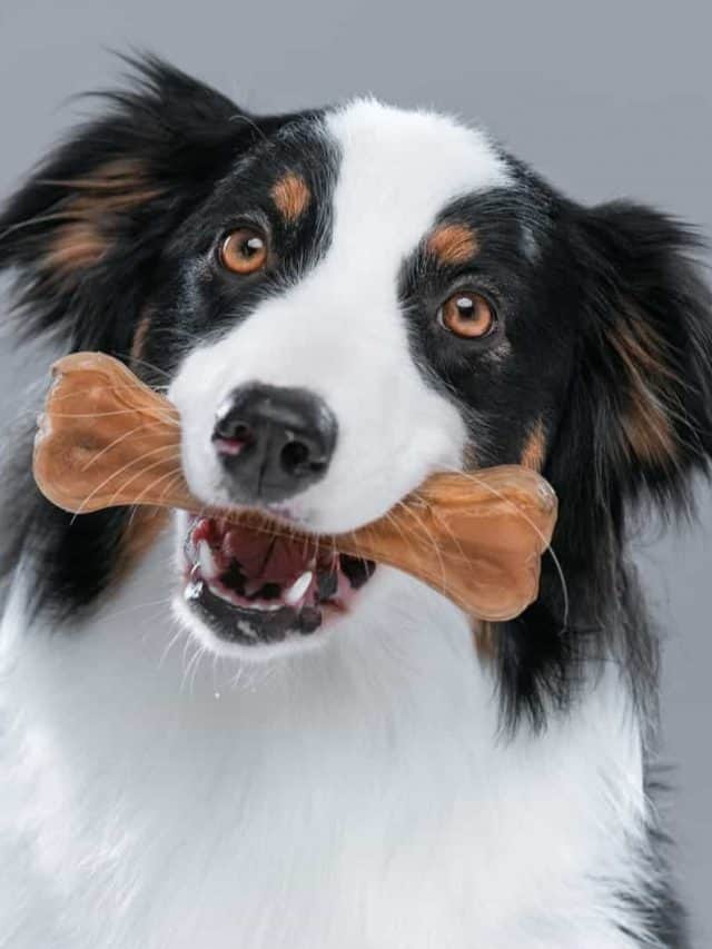 5 Facts About The Australian Shepherd Feeding Chart PupVine