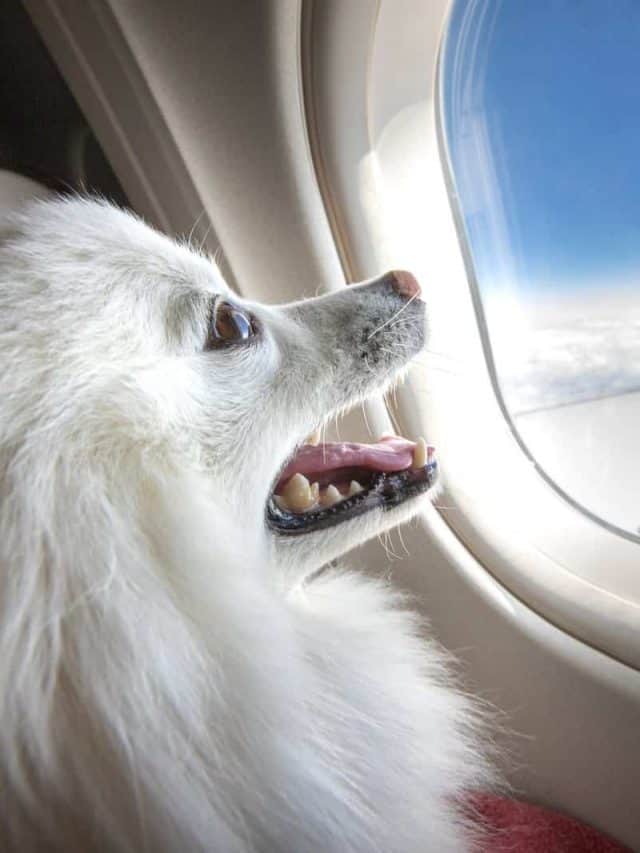 the dog enjoys the plane