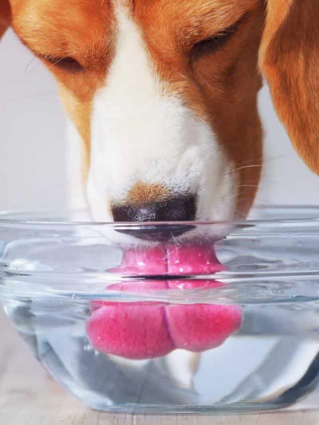 dog drinking water