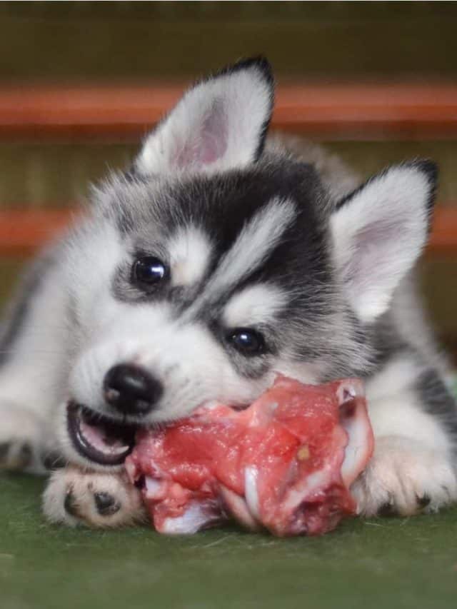 Siberian husky dog puppy eating a meat bone