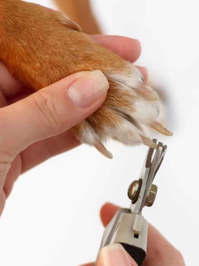 dog getting nails clipped