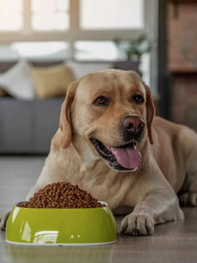 5 Best Solutions To Soften Dog Food PupVine