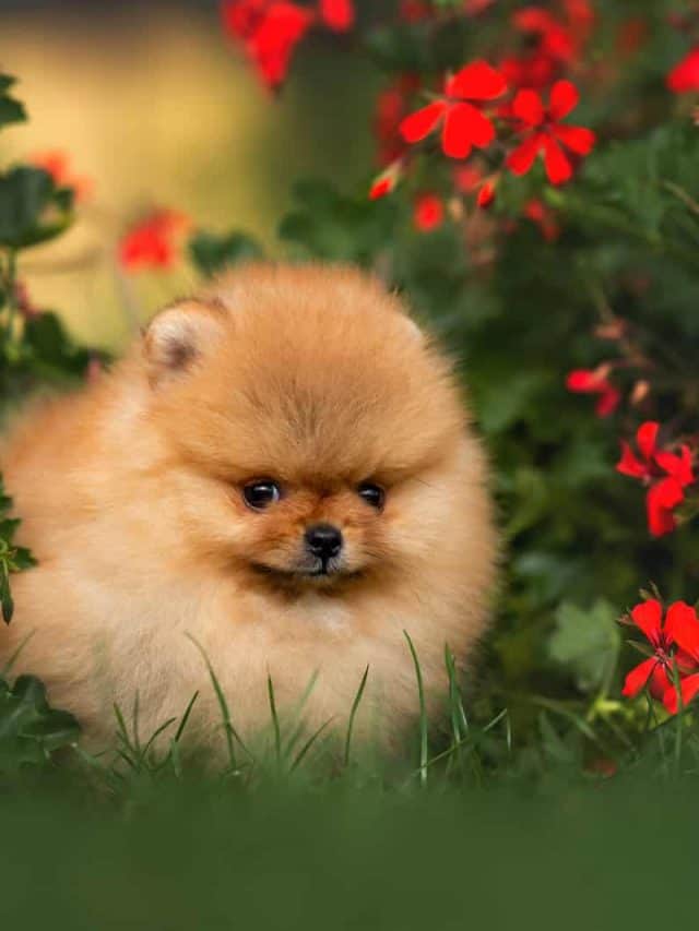 Pomeranian puppy standing grass