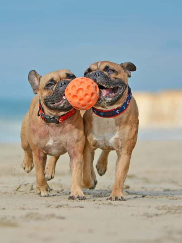 Two athletic brown French Bulldog dogs playing fetch with ball at the beach
