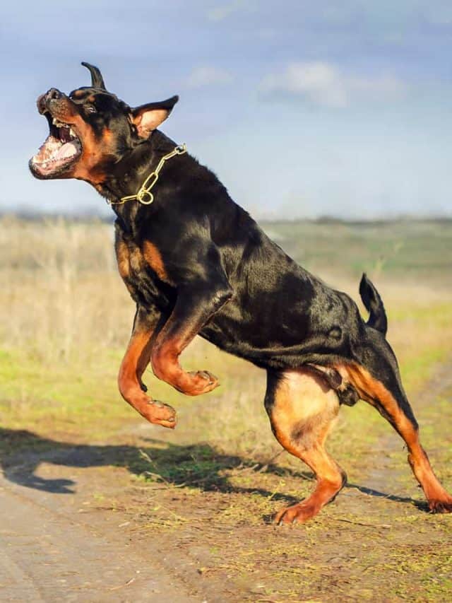 2 Rottweiler Aggression Signs And 3 Common Causes PupVine