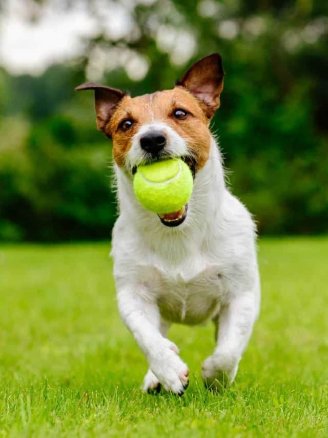 Happy pet dog playing with ball on green grass lawn