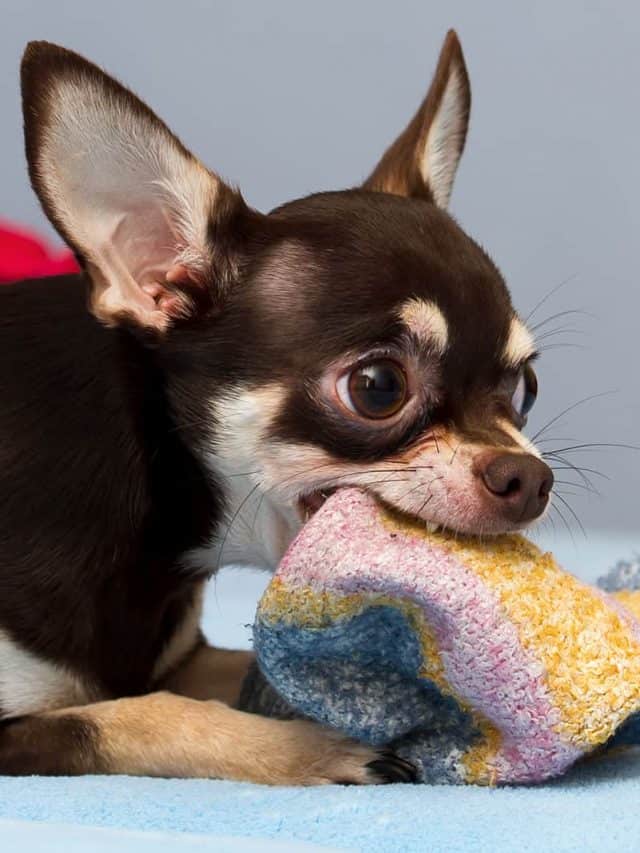 Why Do Dogs Like Socks? 5 Reasons And 2 Tips For Prevention PupVine