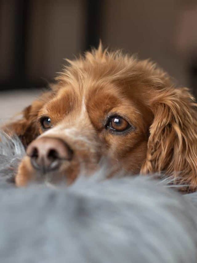 cocker spaniel laying in bed