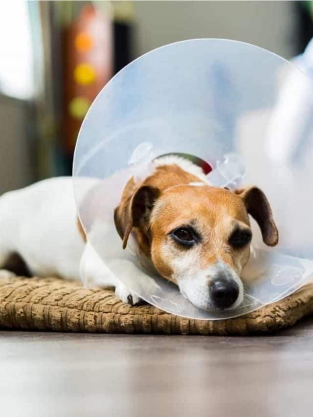 2 Tips When To Take Cone Off Dog After Neuter And 3 Cone Alternatives