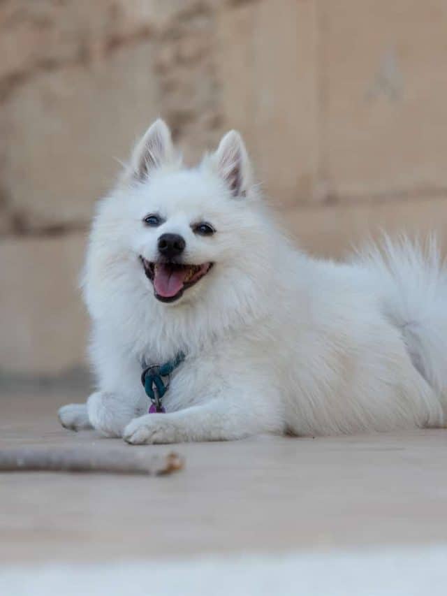 Japanese Spitz Vs. Samoyed 5 Major Differences PupVine