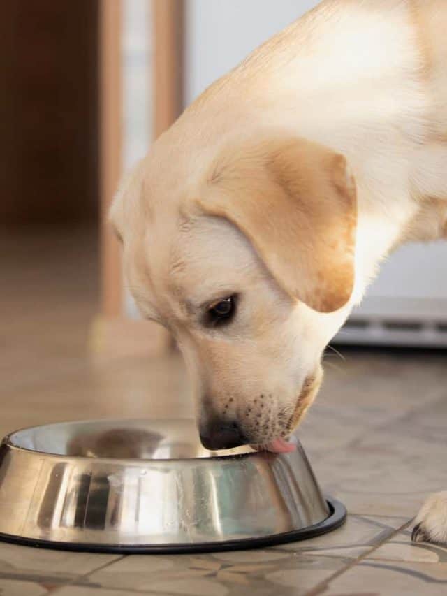 5 Pro Tips On The Labrador Feeding Chart PupVine