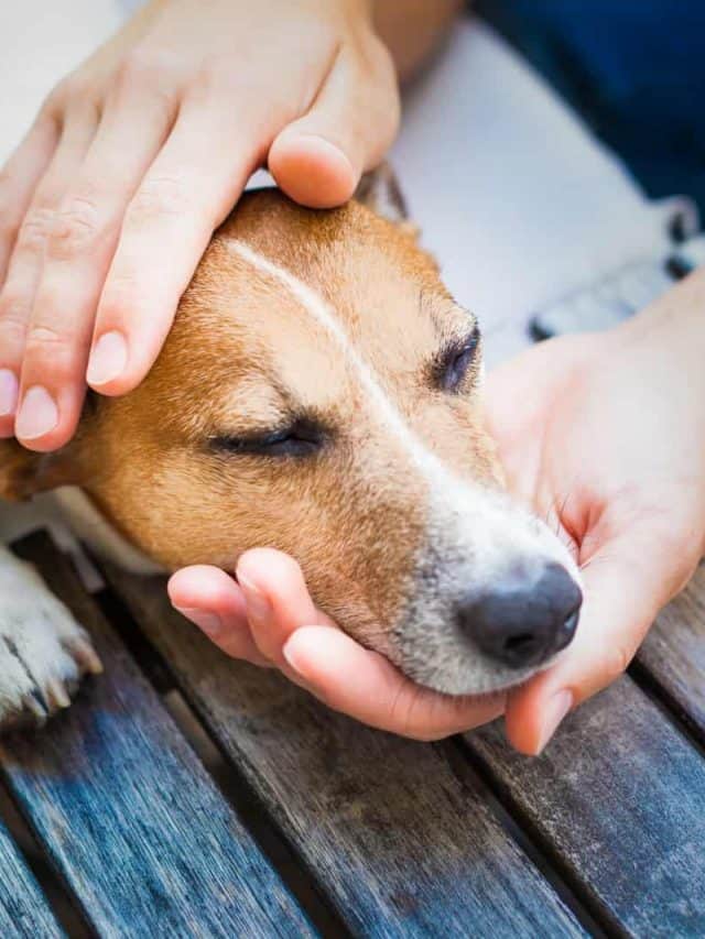 When To Put Down A Dog With Seizures? 5 Things To Know PupVine