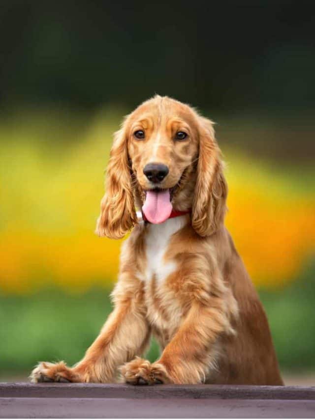 red cocker spaniel