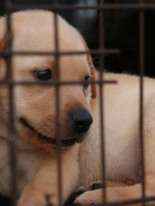 scared puppy in a crate