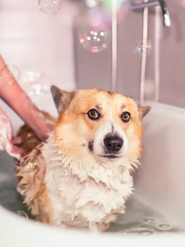 woman bathes dog in bathtub