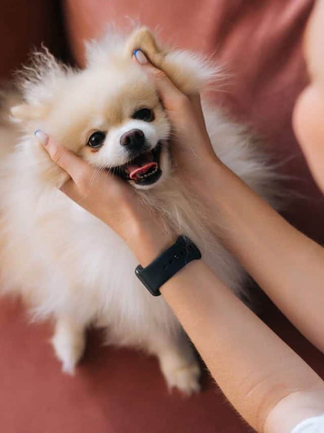 young woman stroking head loving doggy at home