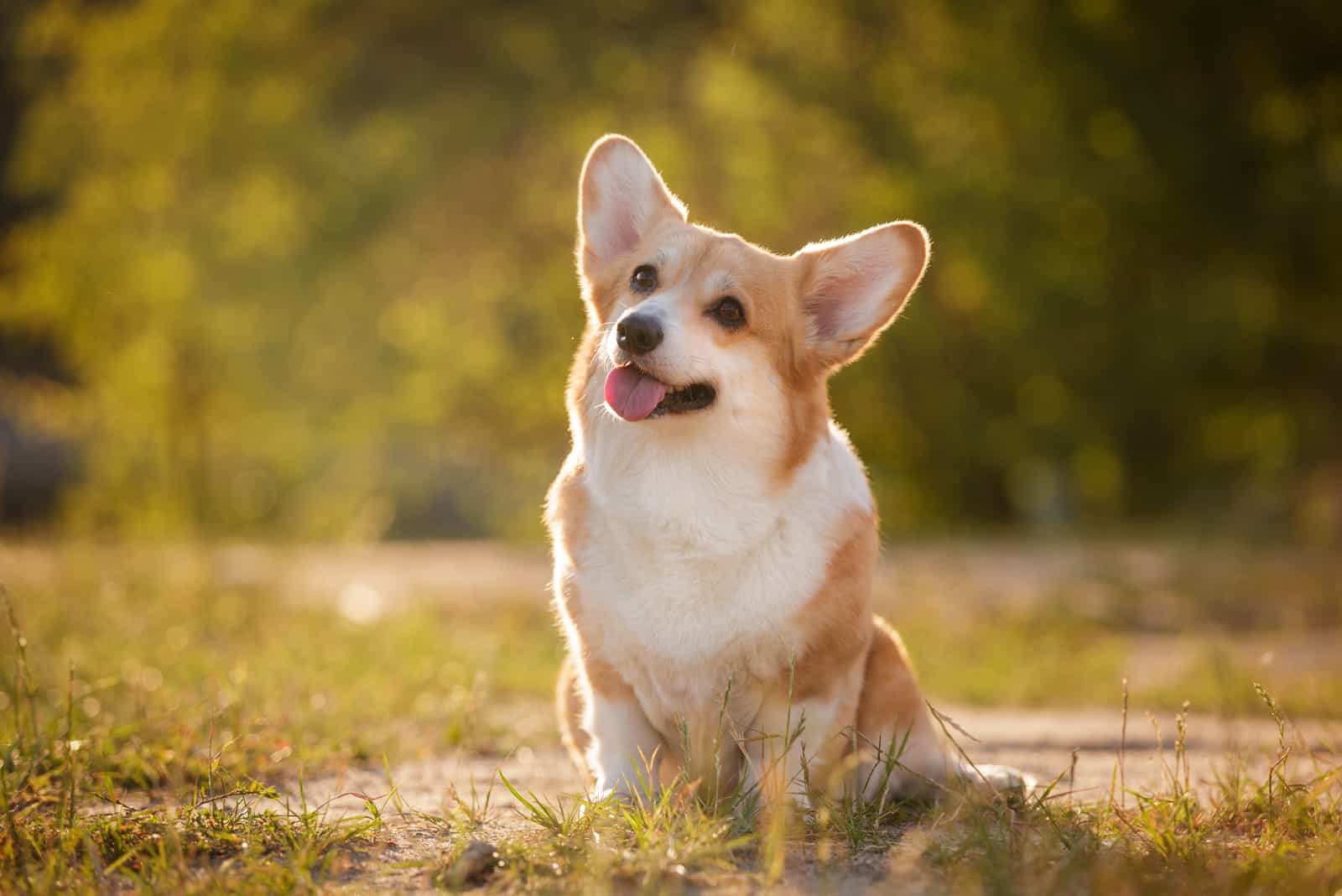 cute corgi outdoor sitting