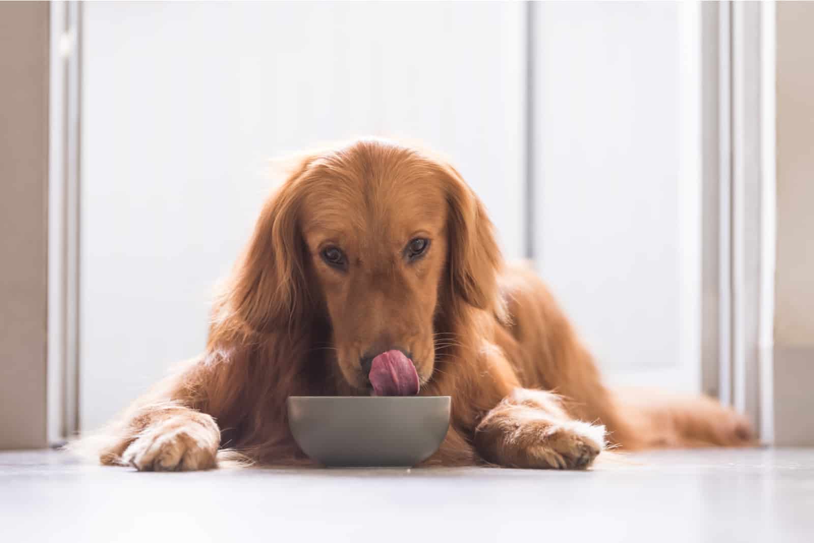 cute dog eating from bowl