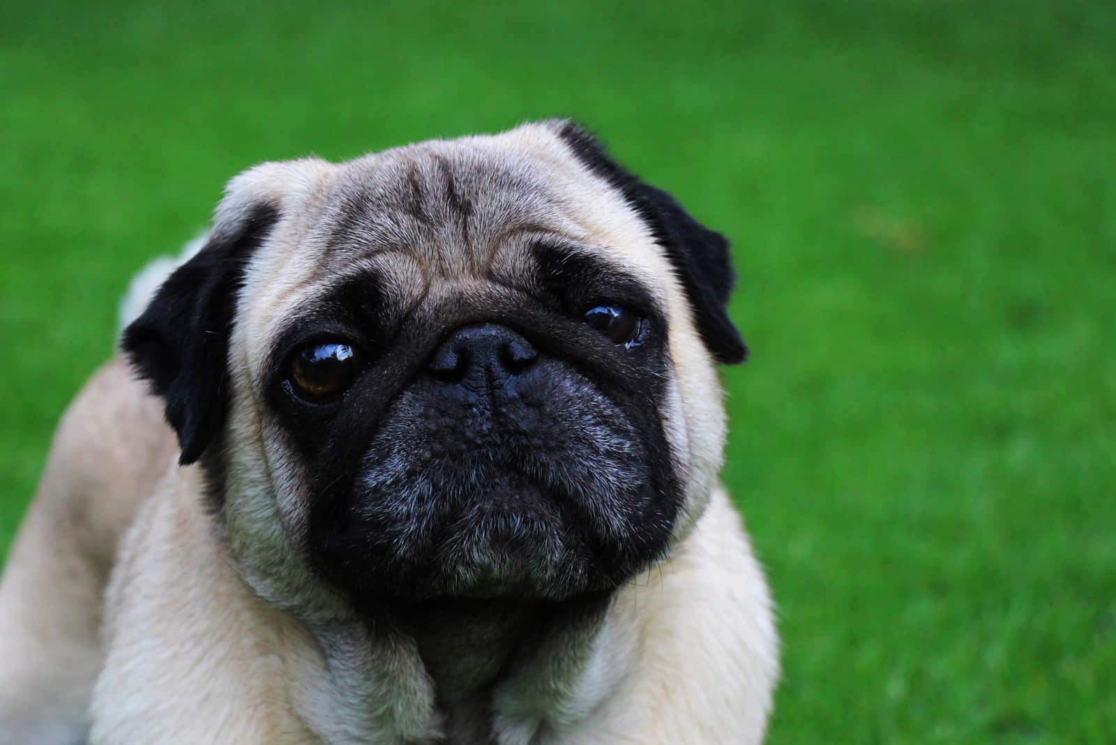 cute pug