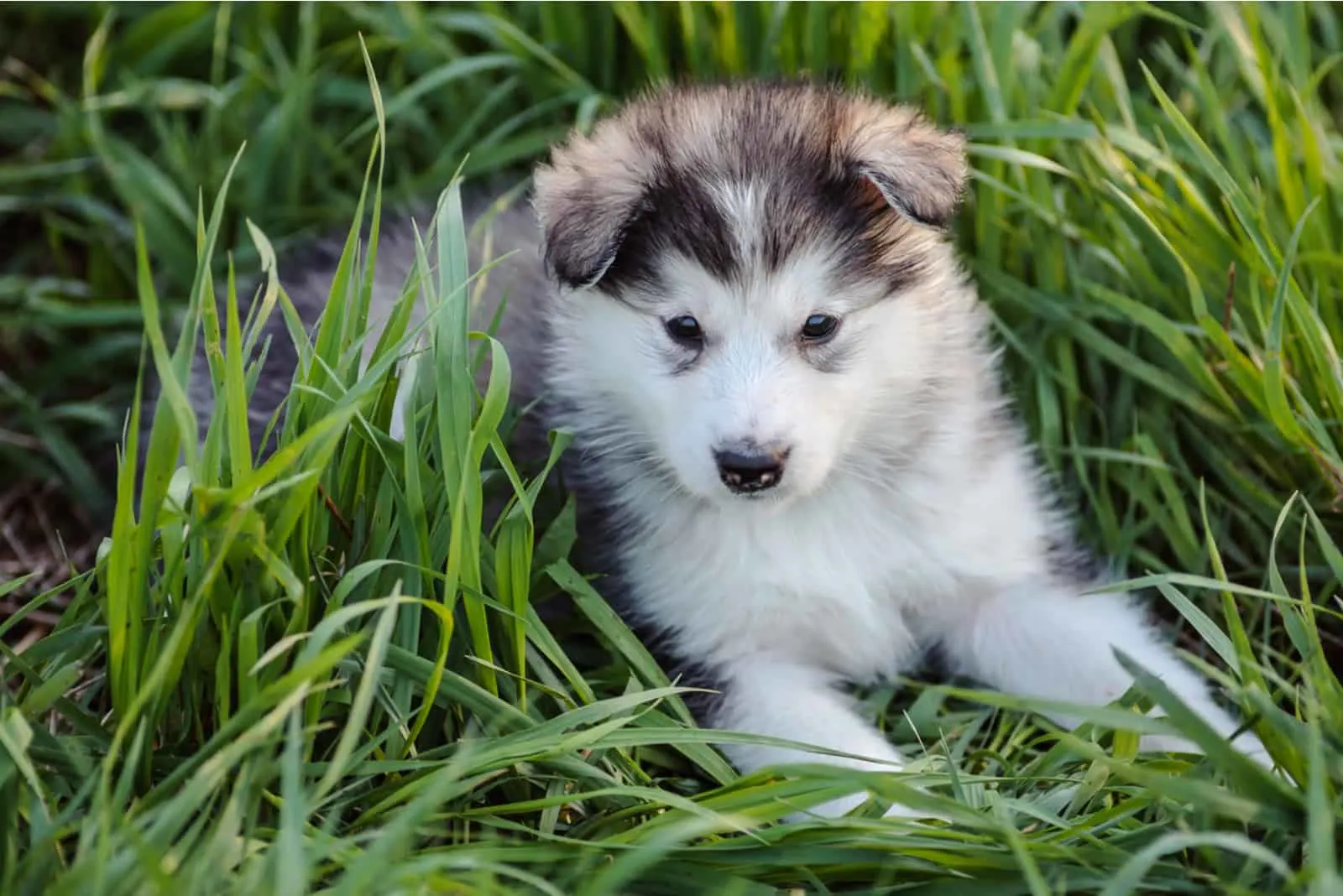 cute puppy of alaskan malamute dog in the grass
