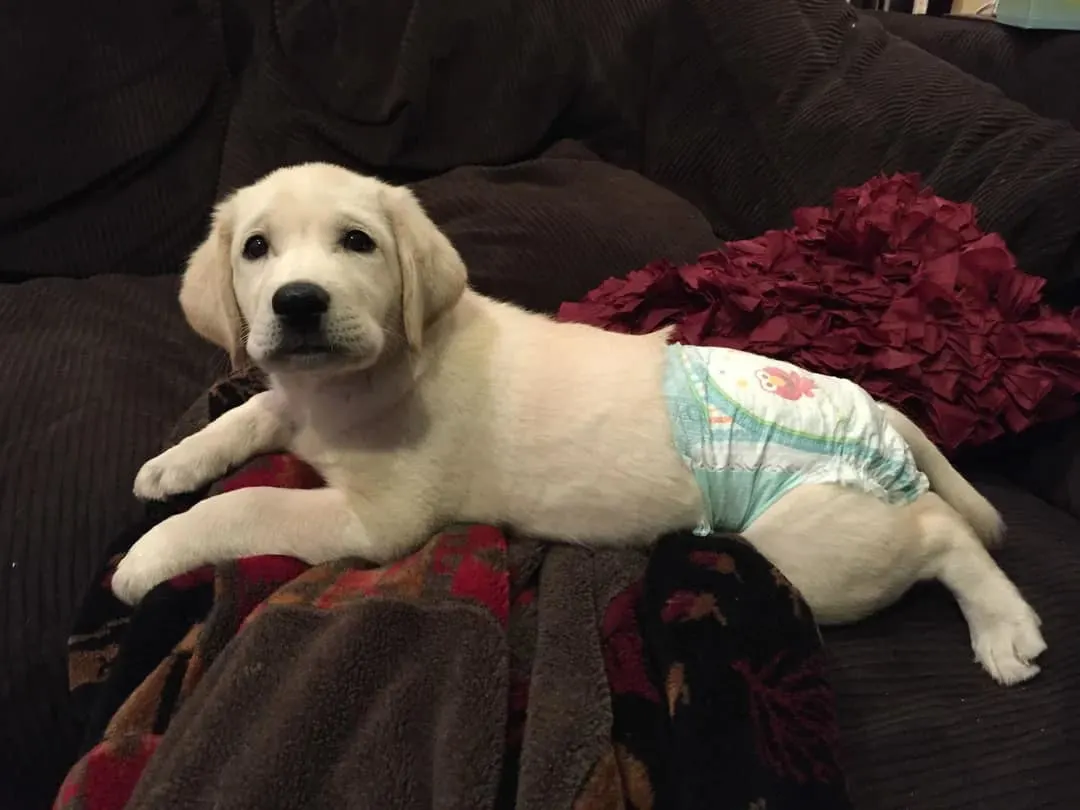cute puppy with diaper lying on the couch